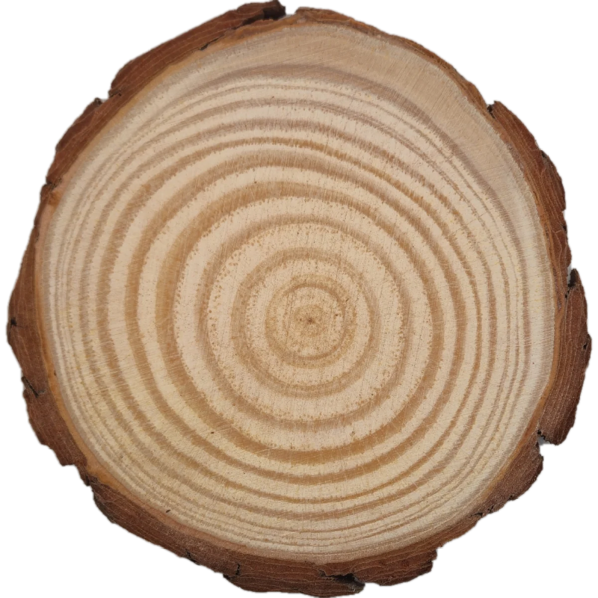Baumscheibe, 12 cm
